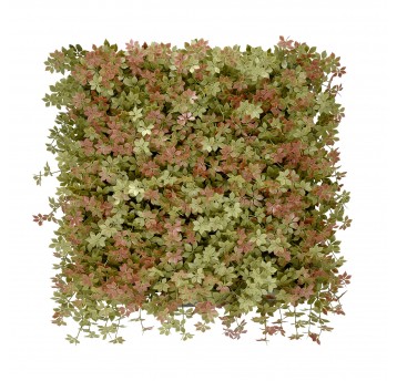 Panel kolorowych roślin Jiaogulan