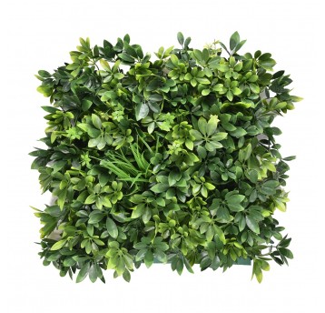 Panel zieleni Szeflera